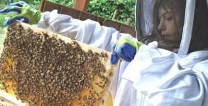 A Clonlara unschooling student works with honey bees.