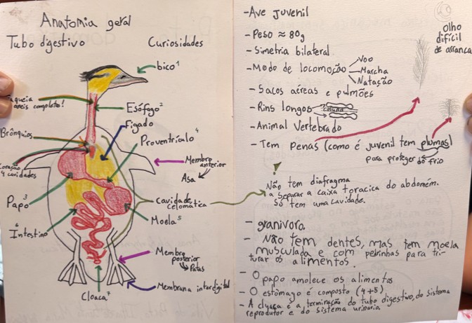 benjamimm anatomy3